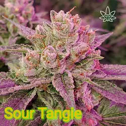 Logo for Sour Tangie [.5g]